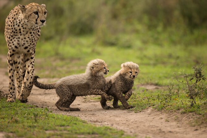 From Arusha : 11-day Amazing North Tanzania safari tour - Ngorongoro Conservation Area via Pololeti Game Reserve