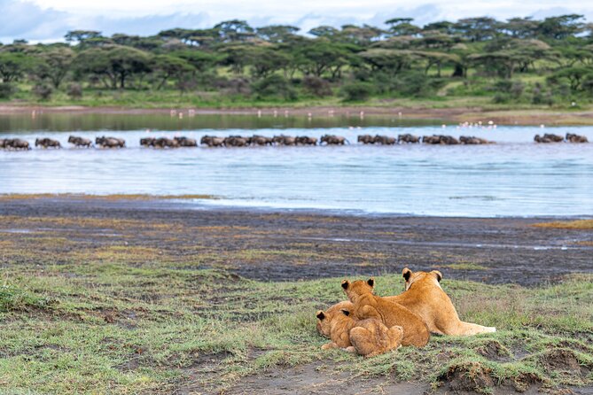 From Arusha : 11-day Amazing North Tanzania safari tour - A Second Ngorongoro Crater Day, the Big Wildlife Payoff