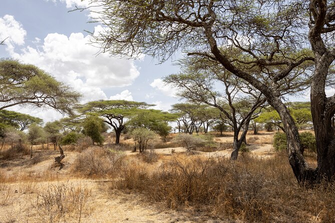 From Arusha : 11-day Amazing North Tanzania safari tour - Serengeti National Park: One Full Day, Then Another for Real Variety