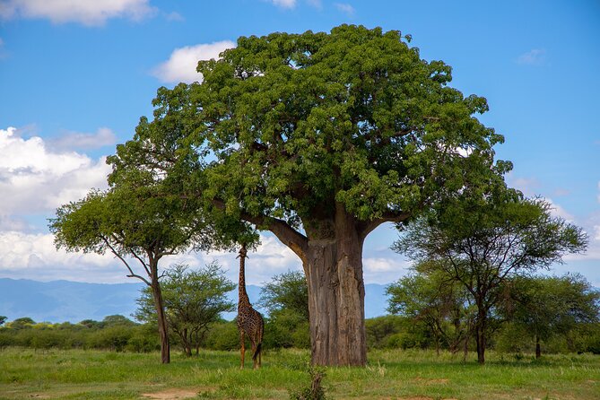 From Arusha: 11 Days famous Serengeti Inside out safari trip - Entering the safari at Kilimanjaro Airport and Arusha