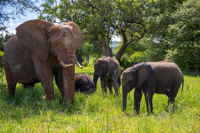 From Arusha: 11 Days famous Serengeti Inside out safari trip - Tarangire National Park: elephant country to close the loop
