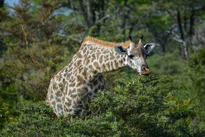 From Arusha: 11 days The Classics Northern Tanzania safari - Lake Manyara: tree-climbing lions and a good change of pace