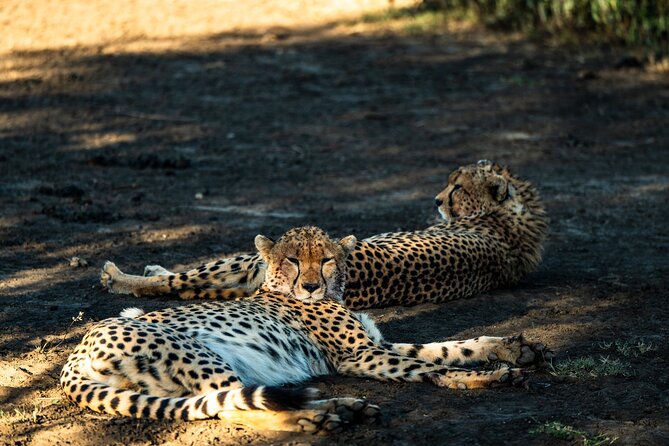 From Arusha : 11 days The Complete Africa Safari North Tour - Serengeti National Park: three full days, better odds, less stress