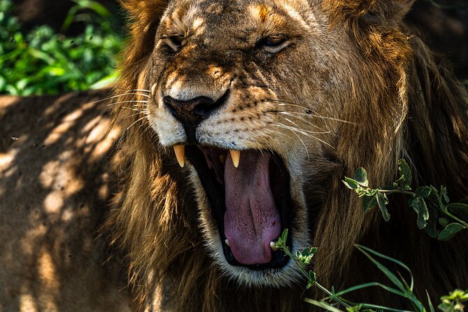 From Arusha : 11 days The Complete Africa Safari North Tour - Ngorongoro Crater full-day: one place that compresses a lot of wildlife