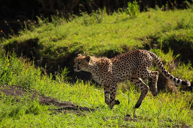 From Arusha : 3 Days Private Safari Tarangire N.P and Serengeti - From Arusha to Tarangire: baobabs, elephants, and a full game drive
