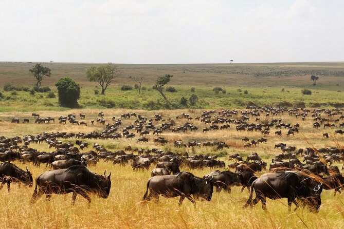 From Arusha : 3 Days Private Safari Tarangire N.P and Serengeti - Ngorongoro Conservation Area drive-by: wildlife, Maasai land, and a scenic transit day