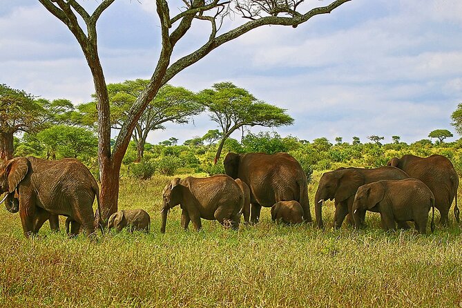 From Arusha : 3 Days Private Safari Tarangire N.P and Serengeti - Serengeti half-day game drive: why shorter can feel smarter
