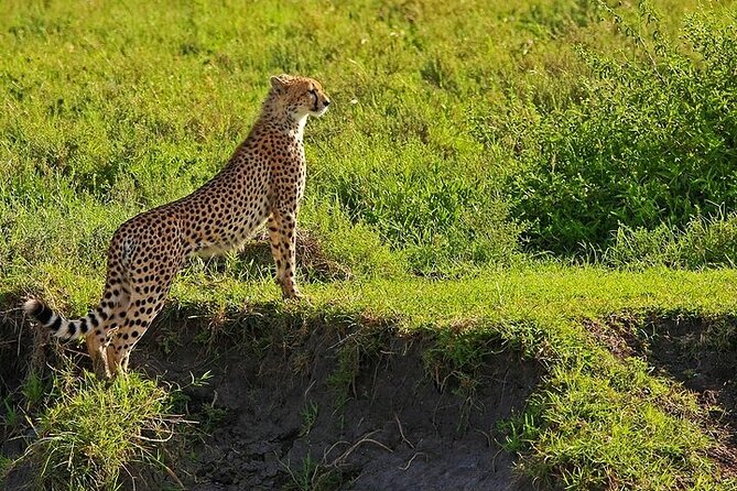 From Arusha: 5 Days Classic Safari Cats, Calves & Crater - Day 3: Full Day Ndutu Game Drive for Lions and Leopards