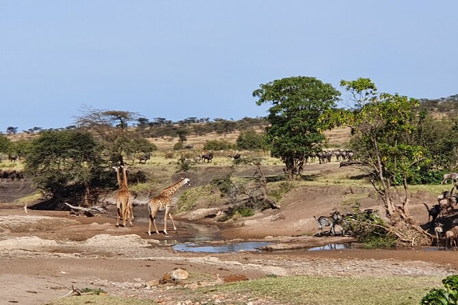 From Arusha: 5 Days Classic Safari Cats, Calves & Crater - Day 5: Karatu Break and Back to Arusha