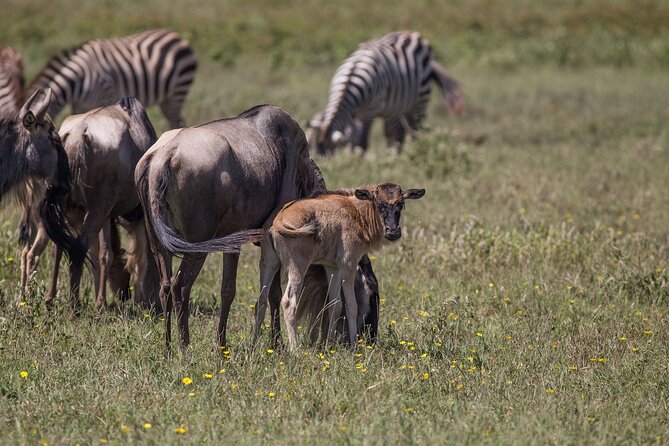 From Arusha: 5 Days Classic Safari Cats, Calves & Crater - Where You Sleep and Eat, and Why Full Board Is Not a Small Detail