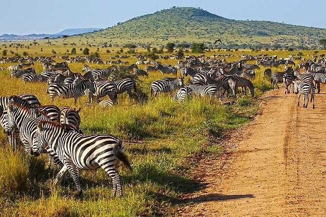 From Arusha: 5 Days Classic Safari Cats, Calves & Crater - Day 1: Arusha to Tarangire National Park Game Drive