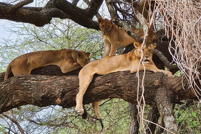 From Arusha: 6 Day Classic Game Drive Serengeti & Ngorongoro - Lake Manyara: birds, baboons, and the tree-climbing lion chance