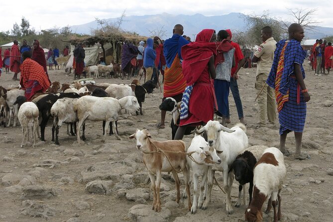From Arusha: 7 Days Classic Safari Central Northern Circuit - Price and Value: What $2,721 Covers, and What It Doesn’t