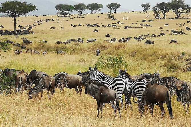 From Arusha: 9 Days Private Guided Classic Game Drive in Tanzania - Key things that make this safari work