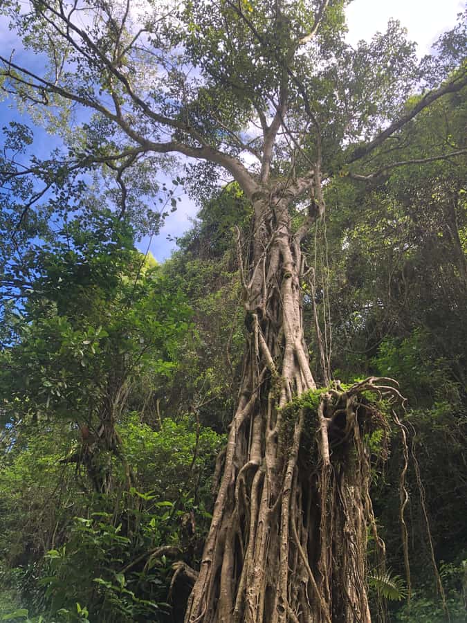 From Arusha: Coffee Farm and Mangalia Waterfalls Tour - Who this tour is best for