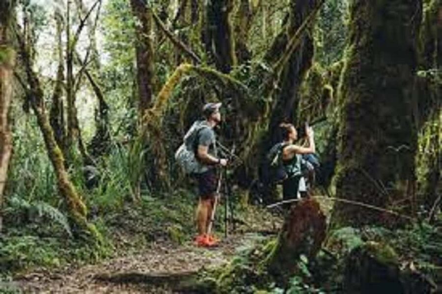 From Arusha/Moshi: Kilimanjaro Hike Marangu Route Day Trip - Marangu Gate at 1,870m: where the trek really begins
