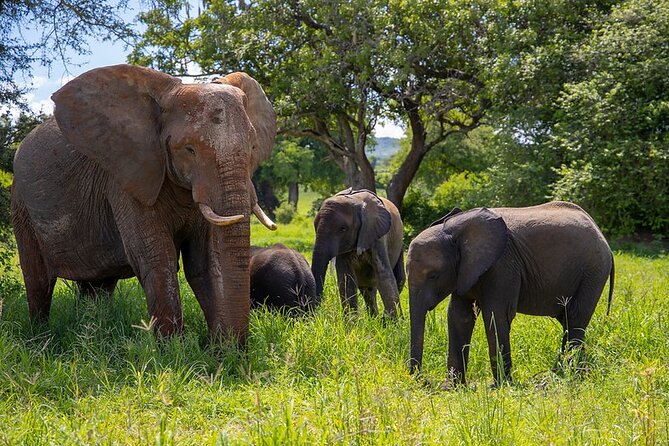 From Arusha: Tarangire and Ngorongoro Crater 3-Day Private Safari - Tarangire National Park: Baobabs, Elephants, and a Full 6-Hour Game Drive