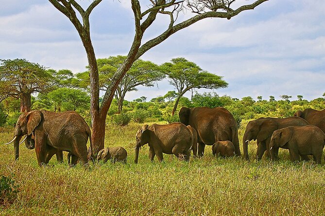 From Arusha: Tarangire and Ngorongoro Crater 3-Day Private Safari - Meals, Park Fees, and Transportation: Where the Value Comes From