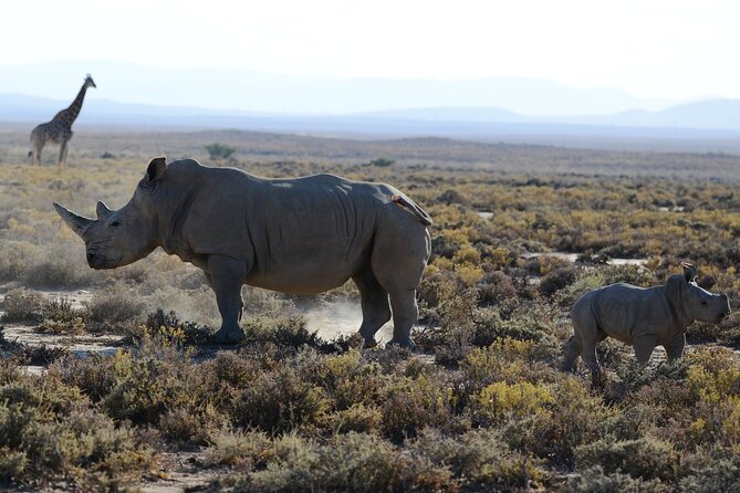 From Arusha: Tarangire and Ngorongoro Crater 3-Day Private Safari - Ngorongoro Crater: One Huge Caldera, Big Wildlife Moments
