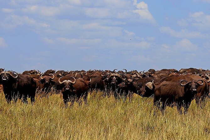 From Arusha to Zanzibar : 11 days From Bush to Beach safari - Lake Manyara National Park: tree-climbing lions and a day outdoors