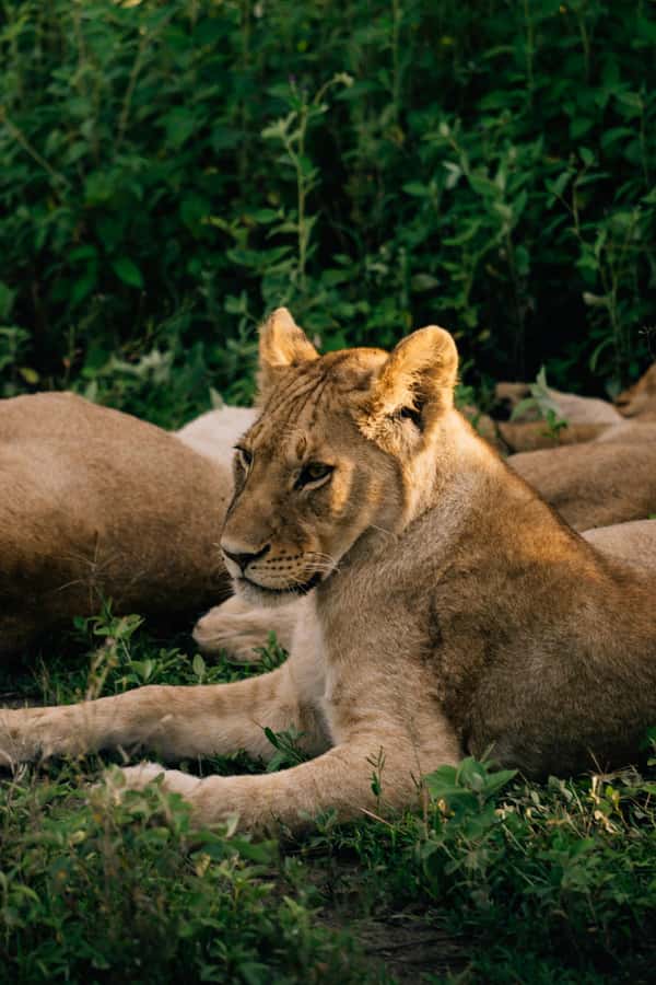 From Dar es Salaam: Mikumi National Park Day Trip - Key highlights you will feel right away