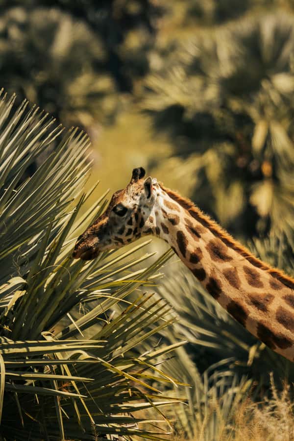 From Dar es Salaam: Mikumi National Park Day Trip - Why Mikumi Works as a Dar Day Trip
