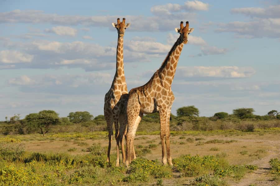 From Dar es Salaam: Mikumi National Park Day Trip - Entering Mikumi: how your guided time is structured