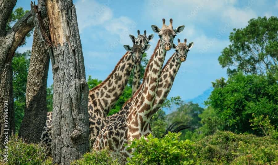 From Dar es Salaam: Mikumi National Park Day Trip - What wildlife you can realistically spot in a day