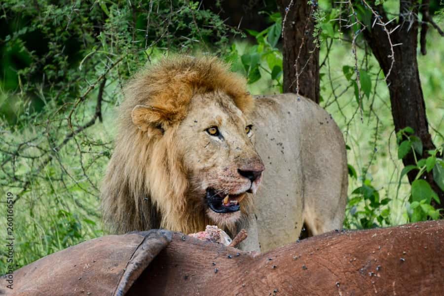 From Dar es Salaam: Mikumi National Park Day Trip - Lunch, bottled water, and the small comforts that matter
