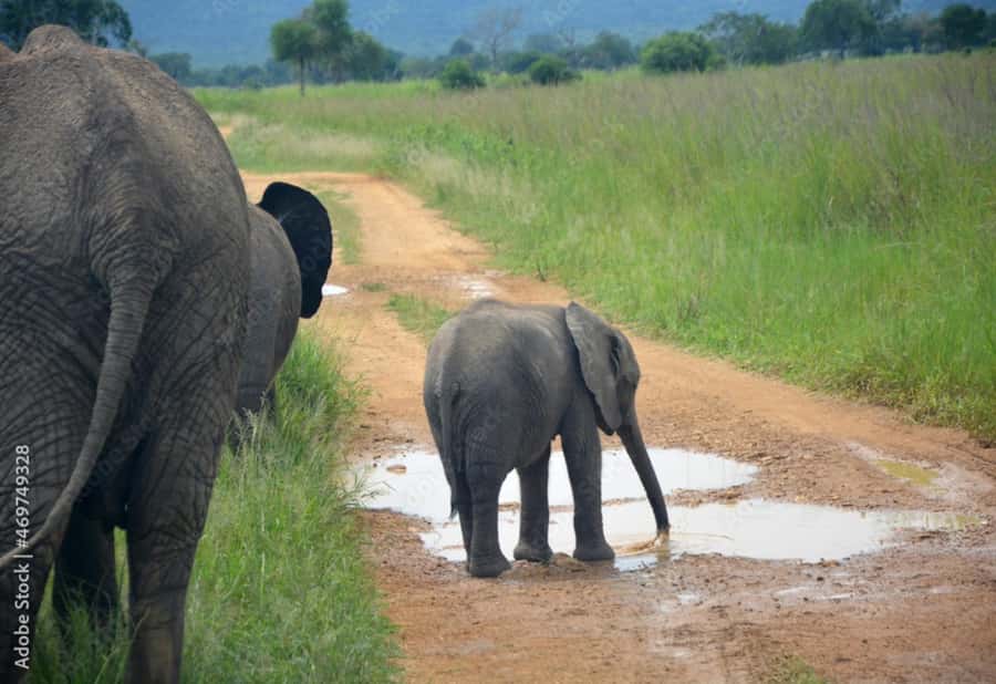 From Dar es Salaam: Mikumi National Park Day Trip - Who this day trip is best for (and who should skip it)