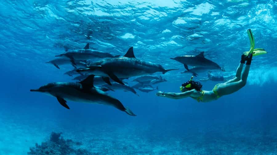 From Kendwa: Mnemba Boat Trip and Dolphin Snorkel Adventure - The dolphin part: watching first, swimming when it’s right
