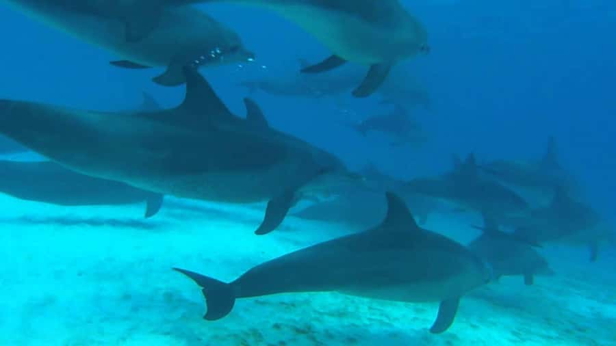 From Kendwa: Mnemba Boat Trip and Dolphin Snorkel Adventure - Boat comfort and safety: what’s included, what to bring