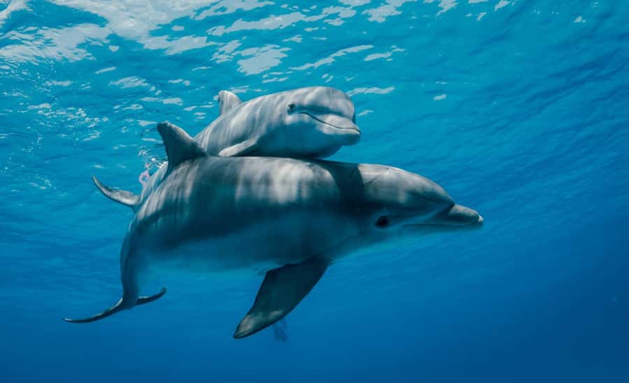 From Kendwa: Mnemba Boat Trip and Dolphin Snorkel Adventure - Price and value: $50 for a whole water day