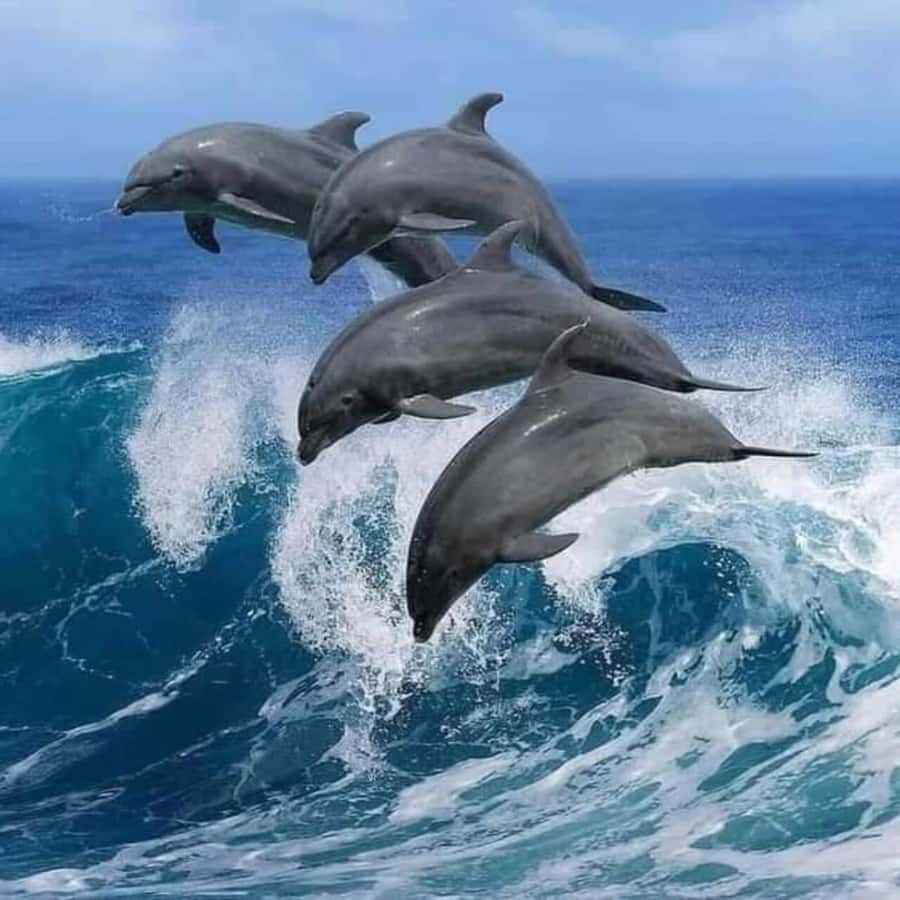 FROM KENDWA; Mnemba snorkelling and Dolphin tour - Key things that make this Mnemba tour worth your time