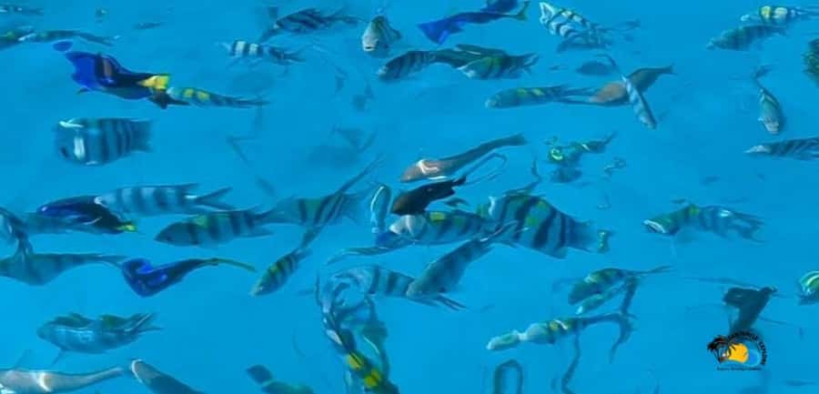 From Kendwa/Nungwi: Mnemba Dolphins with Snorkel Tour - Key things to know before you go