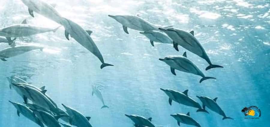 From Kendwa/Nungwi: Mnemba Dolphins with Snorkel Tour - Swimming With Dolphins: What You Do Once You’re in the Water