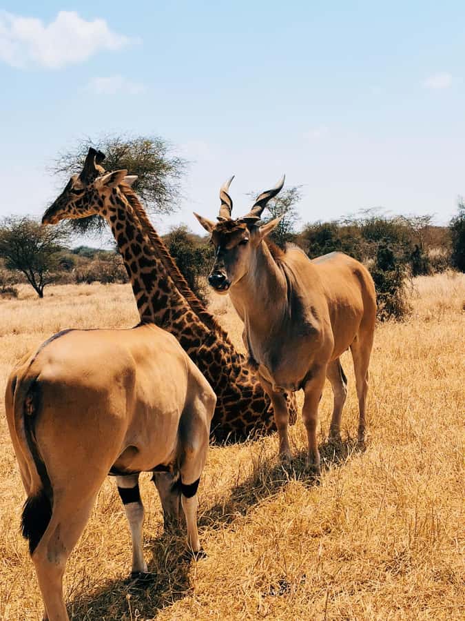 From Moshi or Arusha: Serval Wildlife Sanctuary Trip - What to expect from the guide and the overall tone