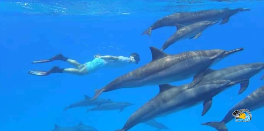From Nungwi/Kendwa: Mnemba Atoll Starfishes & Dolphins Tour - Why Mnemba Dolphins and Snorkeling Feels Like Good Value for $54