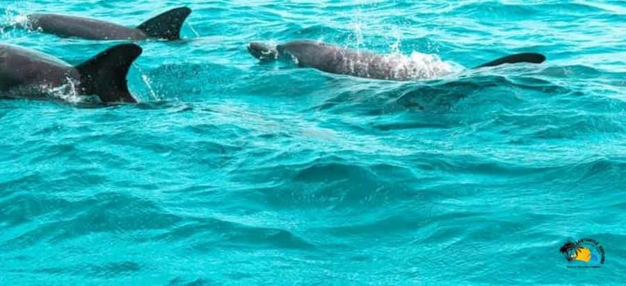 From Nungwi/Kendwa: Mnemba Atoll Starfishes & Dolphins Tour - Dolphin Swim Time: Photos, Effort, and the Crowded-Water Reality
