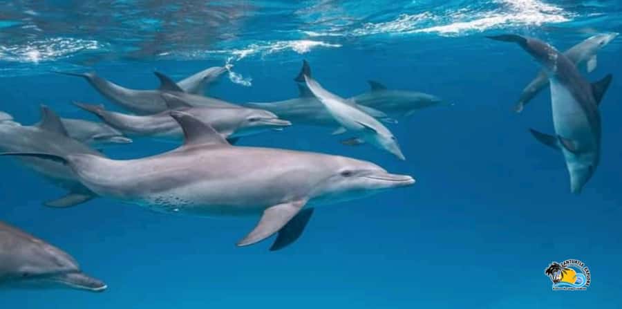 From Nungwi/Kendwa: Mnemba Atoll Starfishes & Dolphins Tour - Beach Fruit, Low Tide Timing, and a Seafood Lunch That Actually Fuels Your Day
