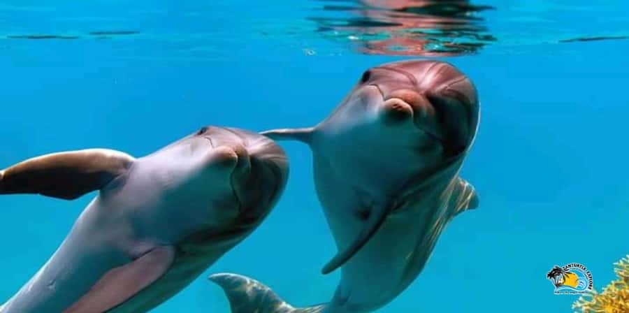 From Nungwi/Kendwa: Mnemba Atoll Starfishes & Dolphins Tour - Should You Book This Mnemba Atoll Starfishes and Dolphins Tour?