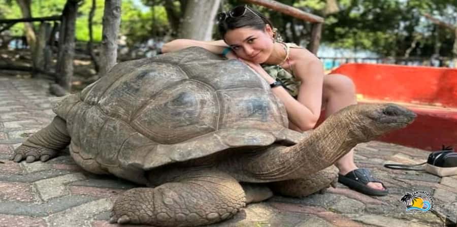 From Nungwi/Kendwa: Prison Island & Nakupenda Sandbank Tour - Key things to know before you go