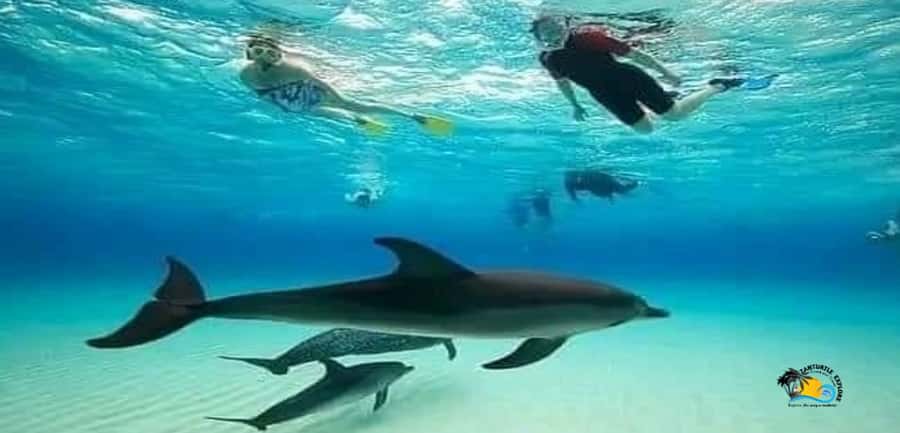 From Nungwi: Mnemba Island Dolphin Watching and Snorkeling - Key things worth knowing before you book