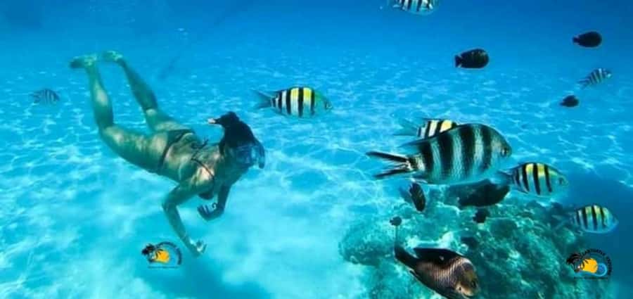 From Nungwi: Mnemba Island Dolphin Watching and Snorkeling - Dolphins, the 90% odds, and the safety basics that matter