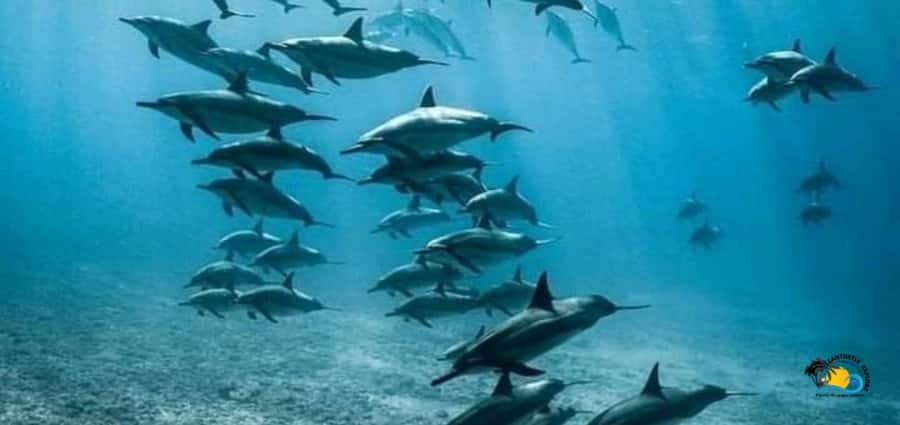 From Nungwi: Mnemba Island Dolphin Watching and Snorkeling - Your 4-hour route from Nungwi: stop by stop