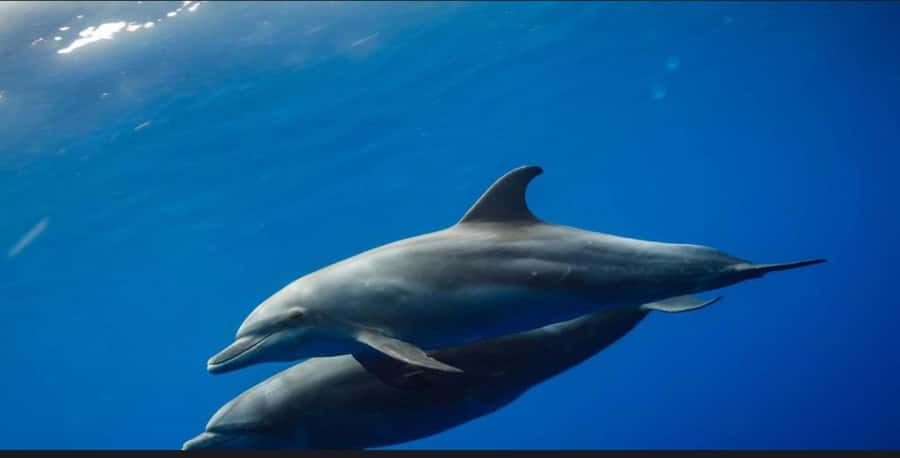 FROM NUNGWI; MNEMBA SNORKELING AND DOLPHIN TOUR - Snorkeling Mnemba’s coral and fish, what you’re actually hunting for