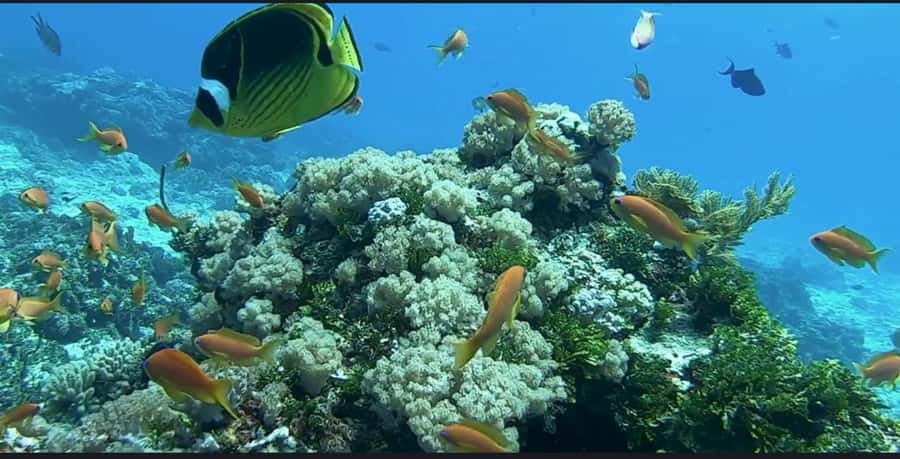 FROM NUNGWI; MNEMBA SNORKELING AND DOLPHIN TOUR - Another snorkeling stop, starfish and sea urchins you can spot