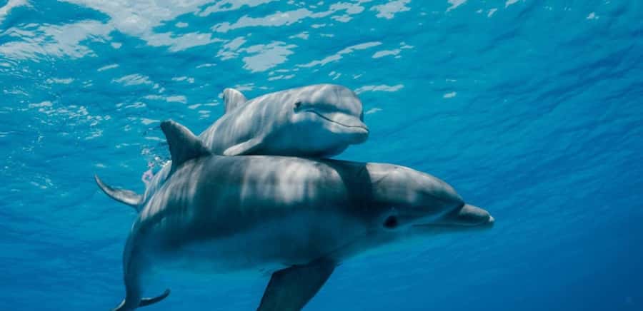 FROM NUNGWI; MNEMBA SNORKELING AND DOLPHIN TOUR - Getting to the island on the boat, and how timing really works