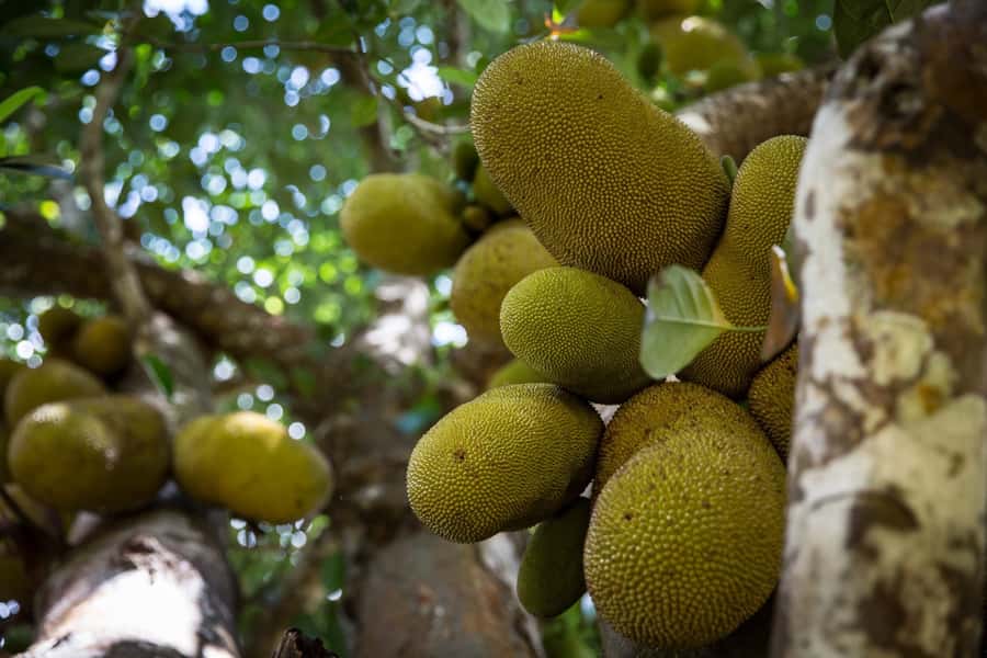 From Stone Town: Spice Tour of Zanzibar - Step-by-step: what happens on the plantation tour
