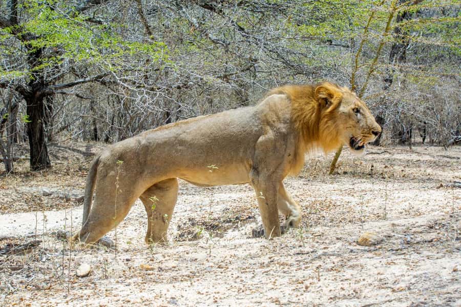 From Zanzibar: 2 Days 1 Night Selous GR Safari with Flights - The Big One: Selous Game Reserve (Nyerere National Park) by jeep